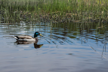 summer duck swims in the pond
