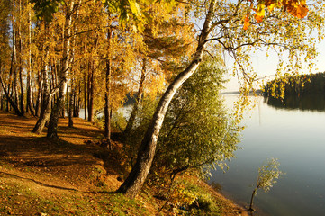 Colorful birch forest in the sunshine at the riverside beside Istra river, Moscow region, Russia.