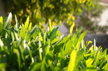 Closeup green grass in the sunlight.