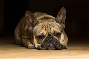 French bulldog of fawn color, black background