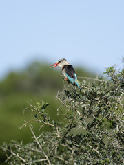 Black Backed Jackal, South Africa