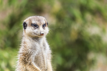 a meerkat is watching
