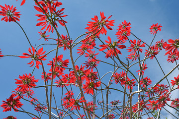 Arbre tropical à fleurs rouges