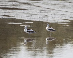 American Avocet shorebird foraging for food on the tidal zone landscape