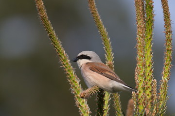 Red-backed shrike closeup