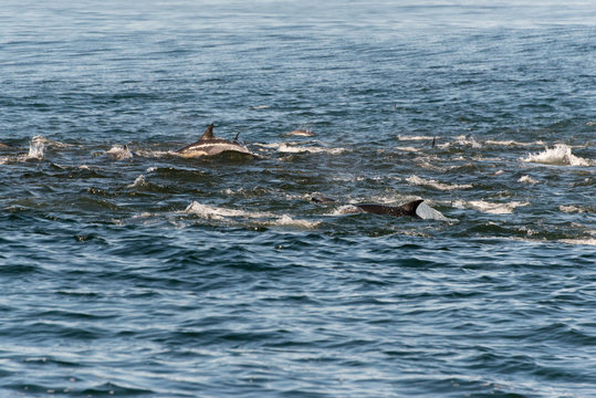 A pod of long beaked common dolphins feeding from a bait ball of the coast of Gansbaai, South Africa