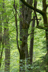 Old hornbeam trees in springtime forest