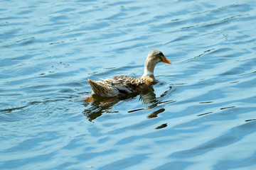 Duck in water