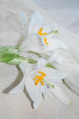 Obraz premium White Madonna lily flower, Lilium candidum 