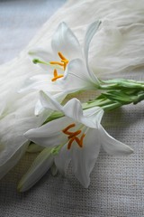 Obraz na płótnie Canvas White Madonna lily flower, Lilium candidum 