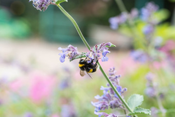 A white tailed bumble bee on a catmint flower