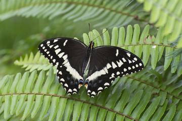 Butterfly 2017-61 / Butterfly on ferns