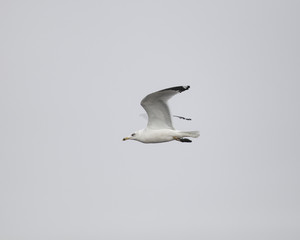 Ring-billed Gull flying in sky