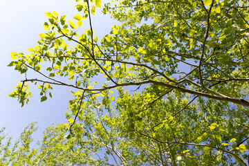 Tree with green leaves against the blue sky
