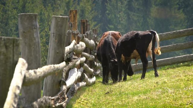 Young bulls playing in the pasture behind wooden fence