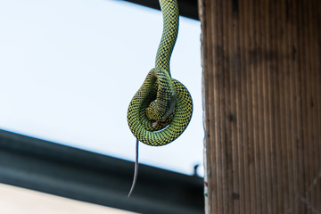 Green snake eating rat