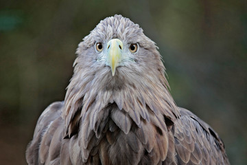 Seeadler frontal mit Blick in die Kamera