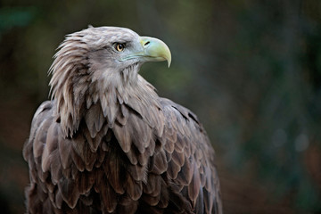 Fototapeta premium Seeadler Porträt