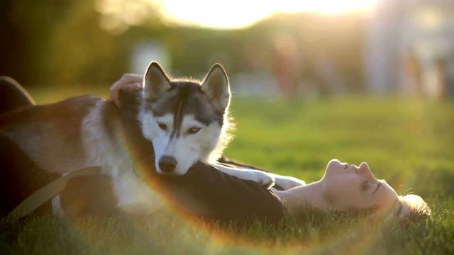 Beautiful young woman playing with funny husky dog outdoors in park at sunset  or sunrise on green grass