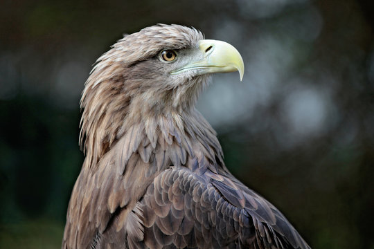 Seeadler Portrait
