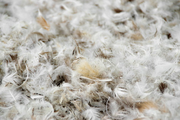 Pile of feathers