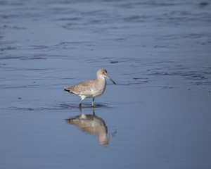 Willet waterfowl bird in a tidal zone natural landscape