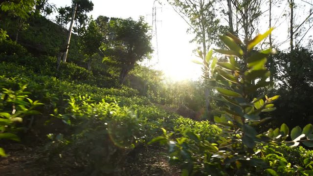 Camera moves through the tea plantation. Dolly Shot