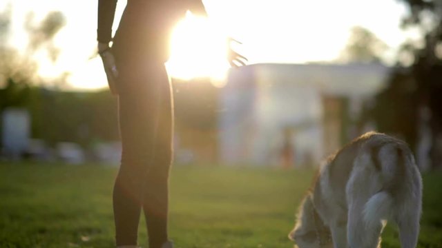 Beautiful young woman playing with funny husky dog outdoors in park at sunset  or sunrise on green grass