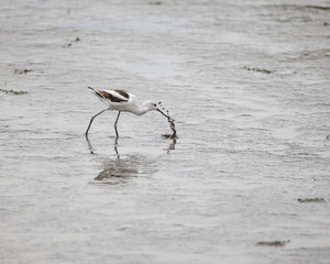 American Avocet shorebird foraging for food on the tidal zone landscape