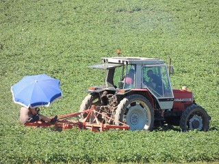 Désherbage manuel des pommes de terre