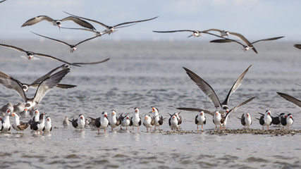 Black Skimmer shorebird in its natural tidal zone landscape