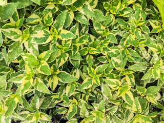 green plant in the park