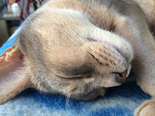 Abyssinian cat sleeping on a blue plaid closeup