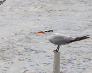 Royal Tern shorebirds loafing on dock pilings in the Gulf of Mexico