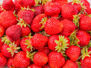 The harvest of the strawberry. Lots of red berries.