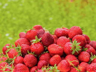 The harvest of the strawberry. Lots of red berries. Blurred green background