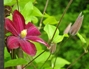 Clematis