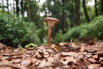 Wild Mushroom in Forest © Sam D'Cruz