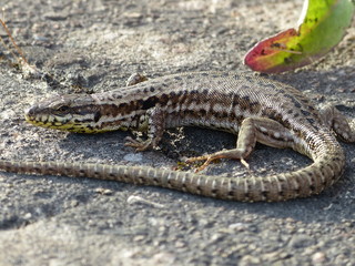 eidechse am asphalt reptil nahaufnahme