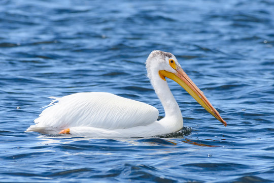 American White Pelican Floating On A Lake
