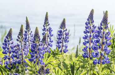 Lupinus polyphyllus