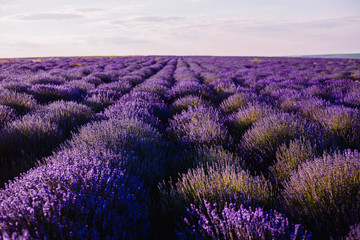 Lavender Field