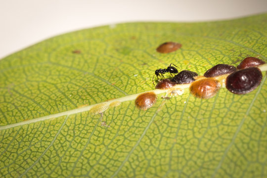 Small black ants farming brown Scale bugs on a plant stem, Cape Town, South Africa