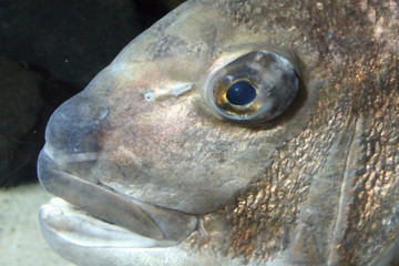 Kelly Tarltons Underwater World, Aukland,  New Zealand