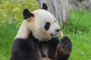 Obraz premium Giant panda eating bamboo