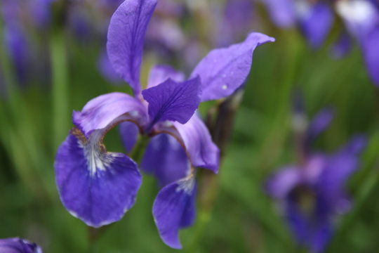 Blue Iris blooms