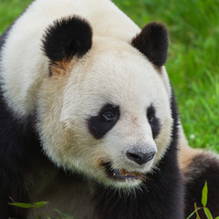 Fototapeta premium Giant panda, head