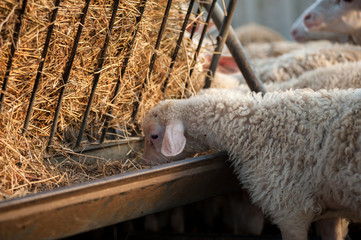 Obraz premium A flock of lambs in the sheepfold