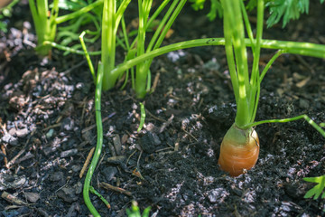Fototapeta premium Ziemia warzywna dla dobrego wzrostu marchwi