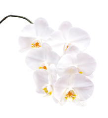 Fototapeta na wymiar Orchid flowers isolated on white background
